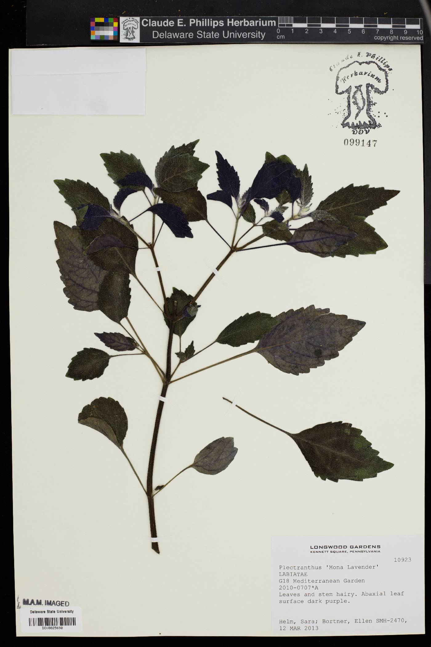 Plectranthus image