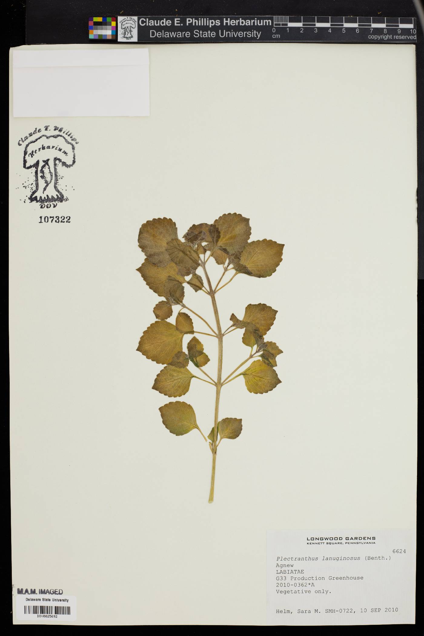 Plectranthus lanuginosus image