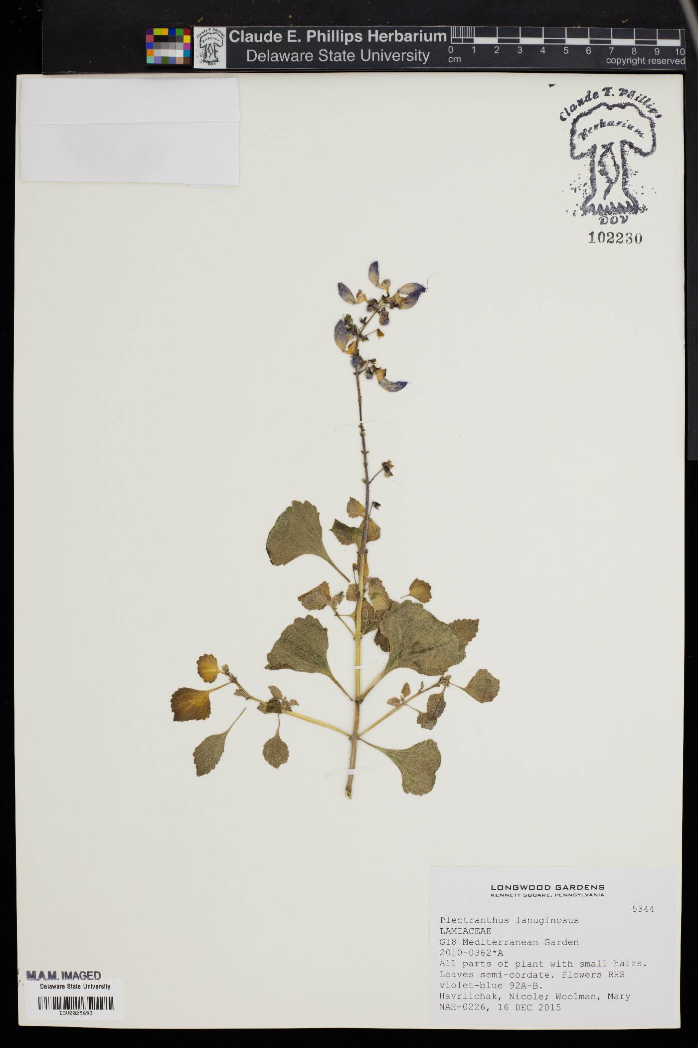 Plectranthus lanuginosus image