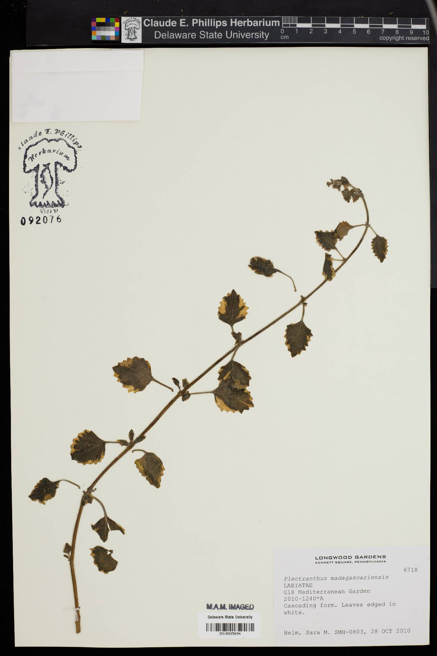 Plectranthus madagascariensis image