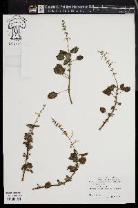 Plectranthus madagascariensis image