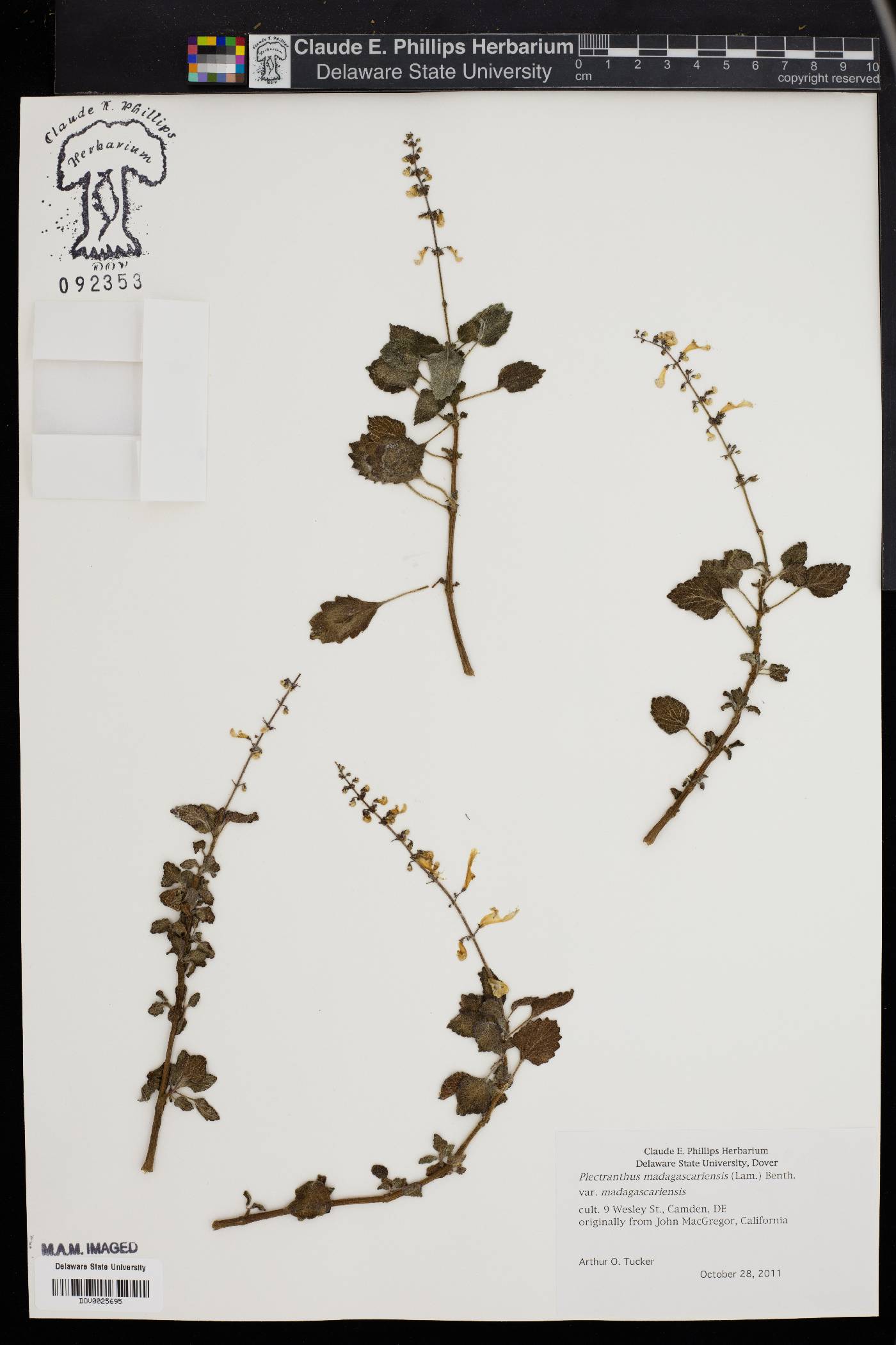 Plectranthus madagascariensis image