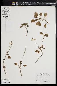 Plectranthus madagascariensis image