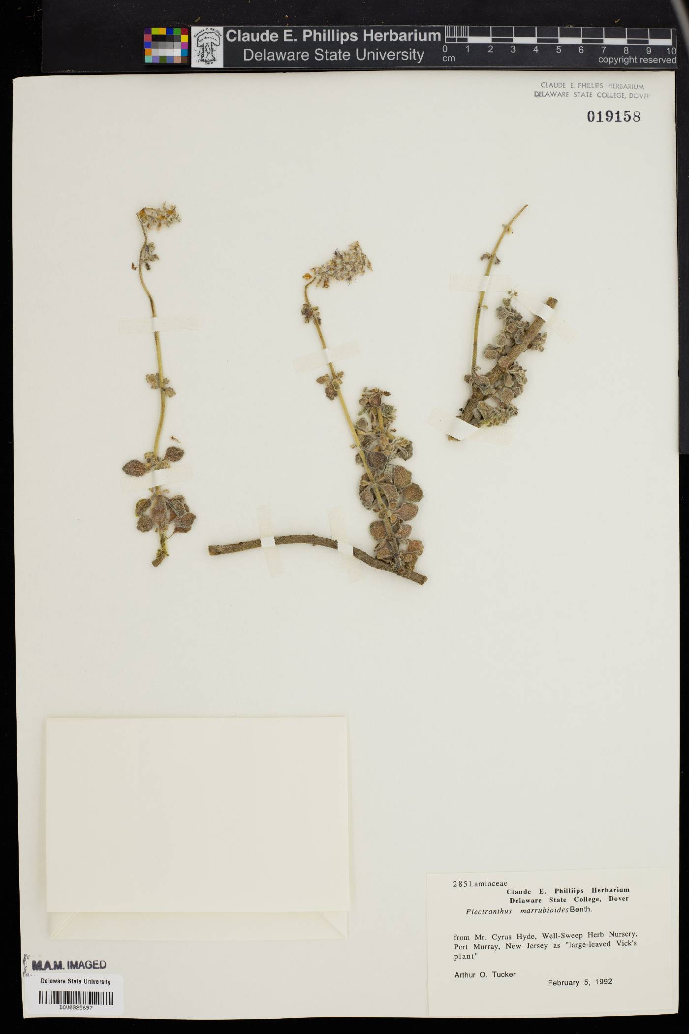 Plectranthus marrubioides image