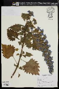 Plectranthus thyrsoideus image