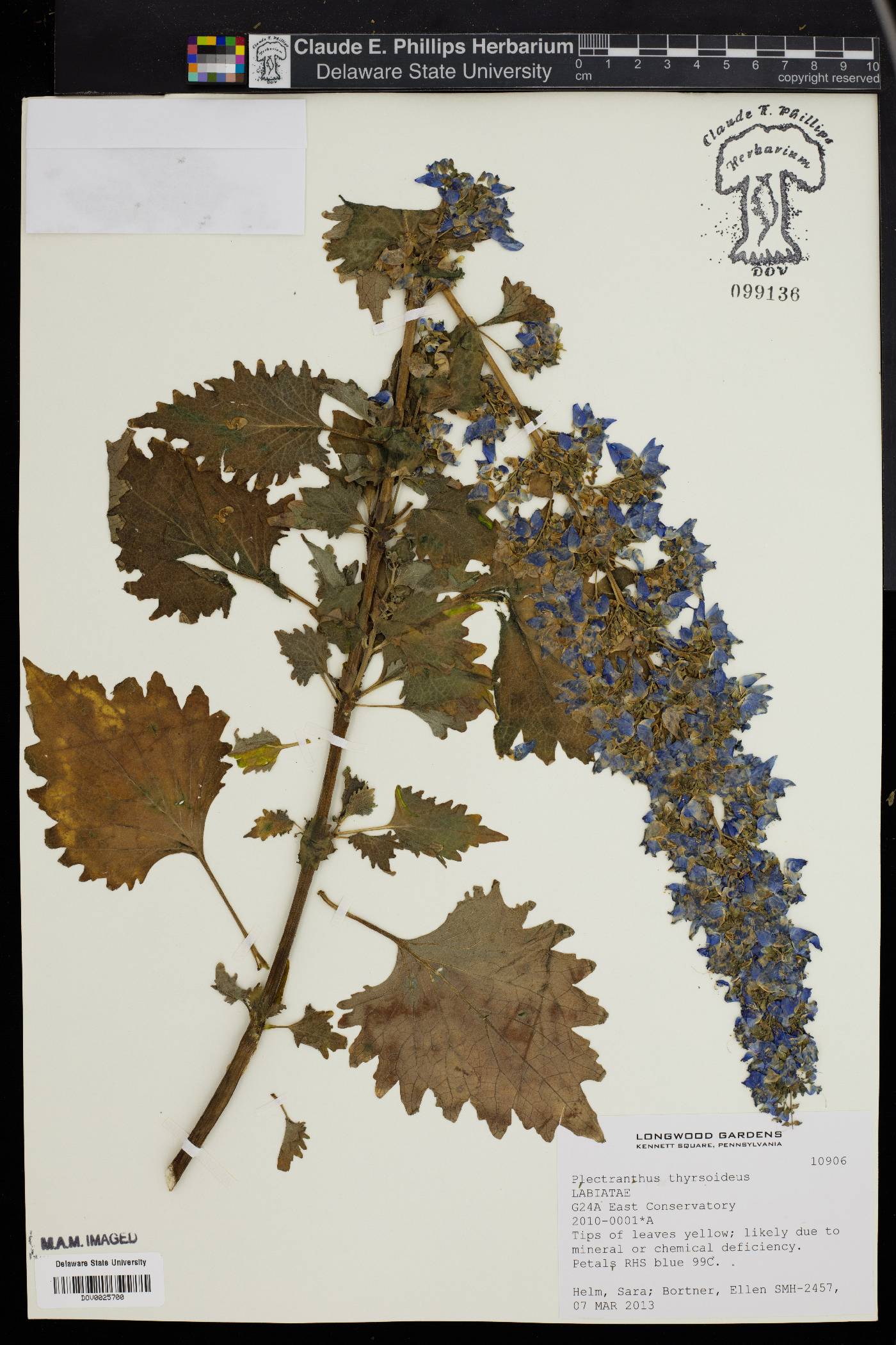 Plectranthus thyrsoideus image