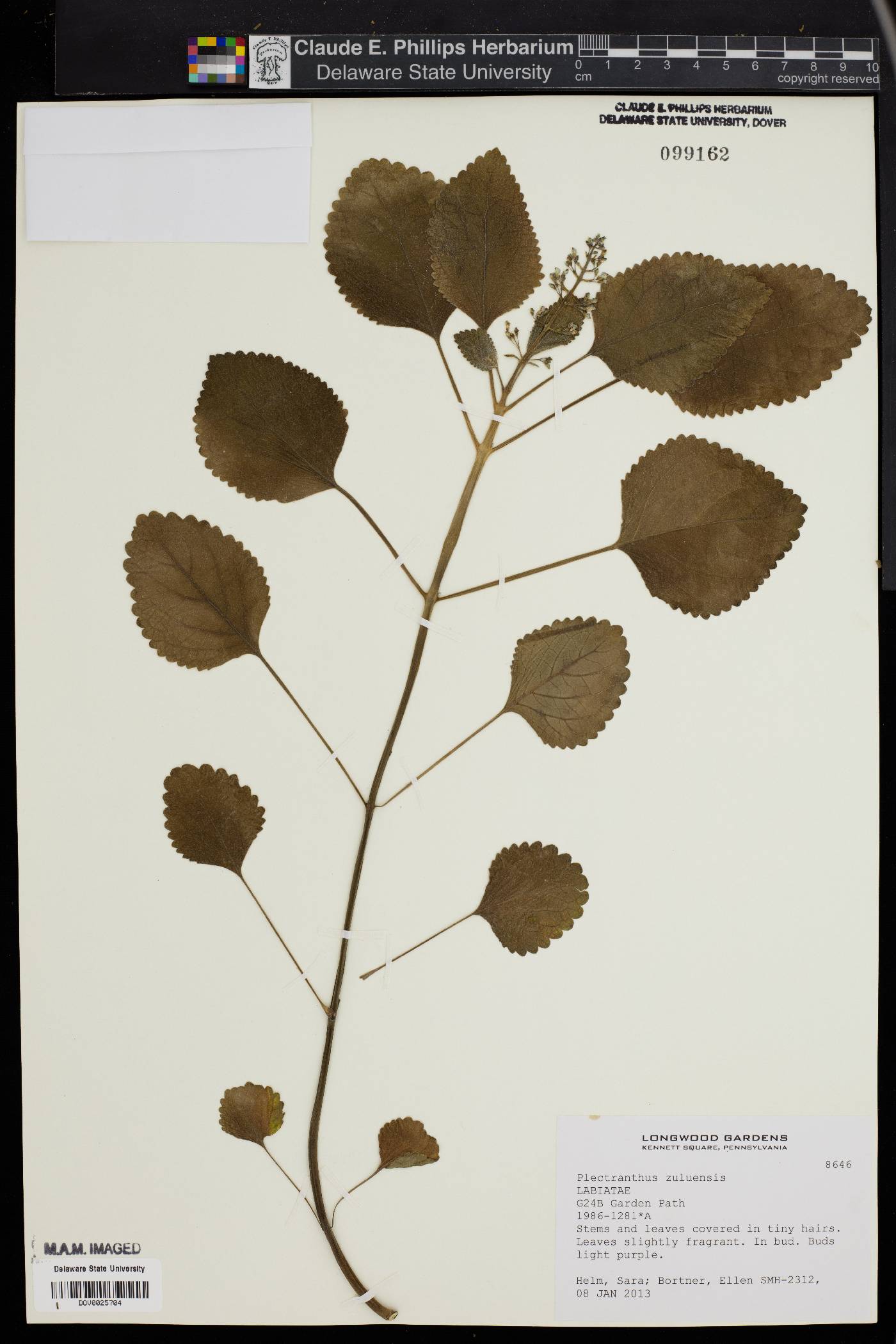 Plectranthus zuluensis image