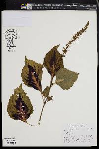 Solenostemon scutellarioides image