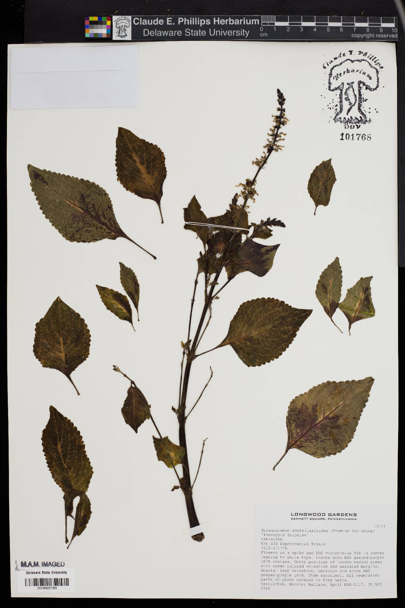 Solenostemon image
