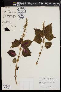 Solenostemon scutellarioides image