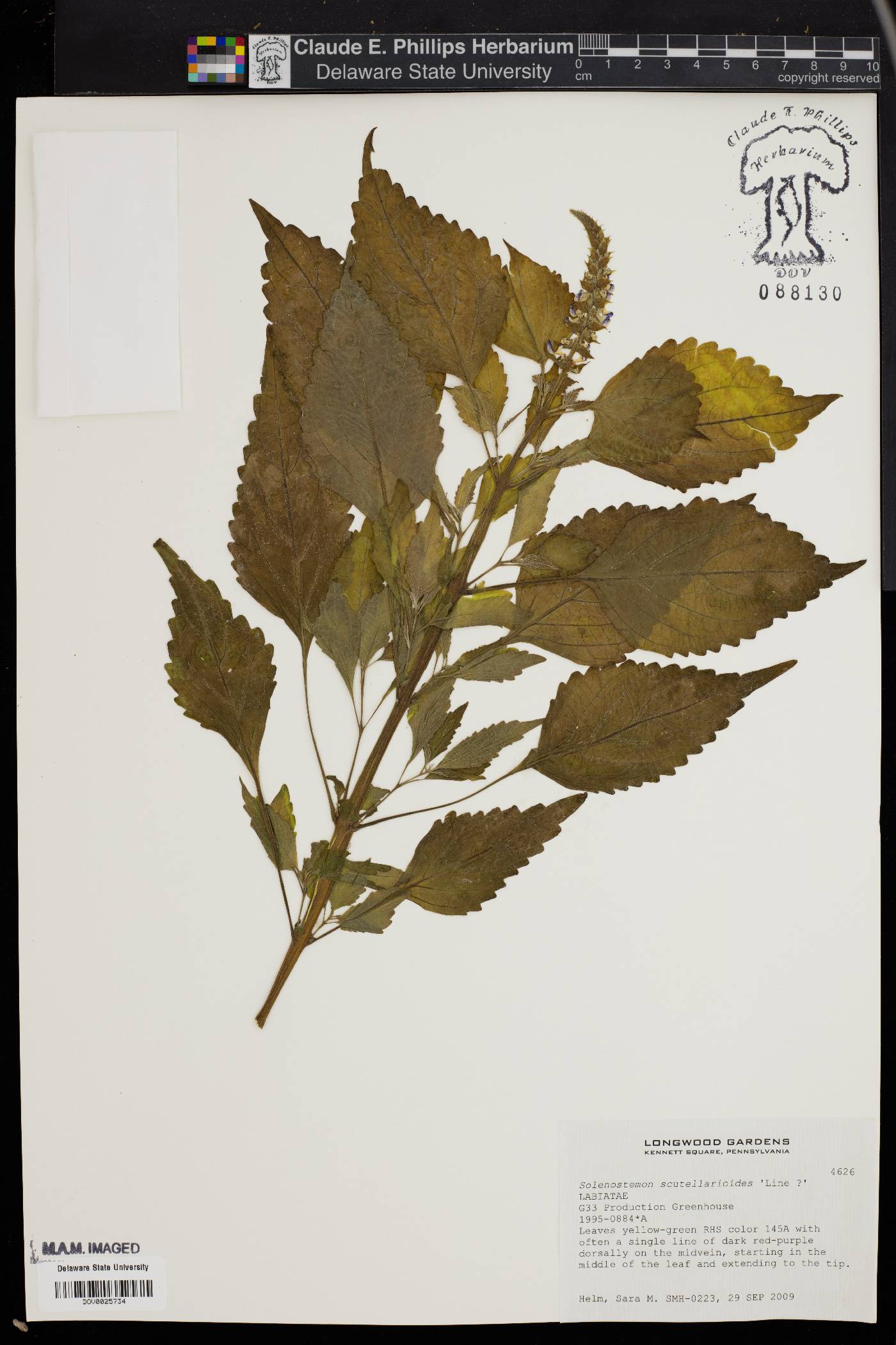 Solenostemon scutellarioides image