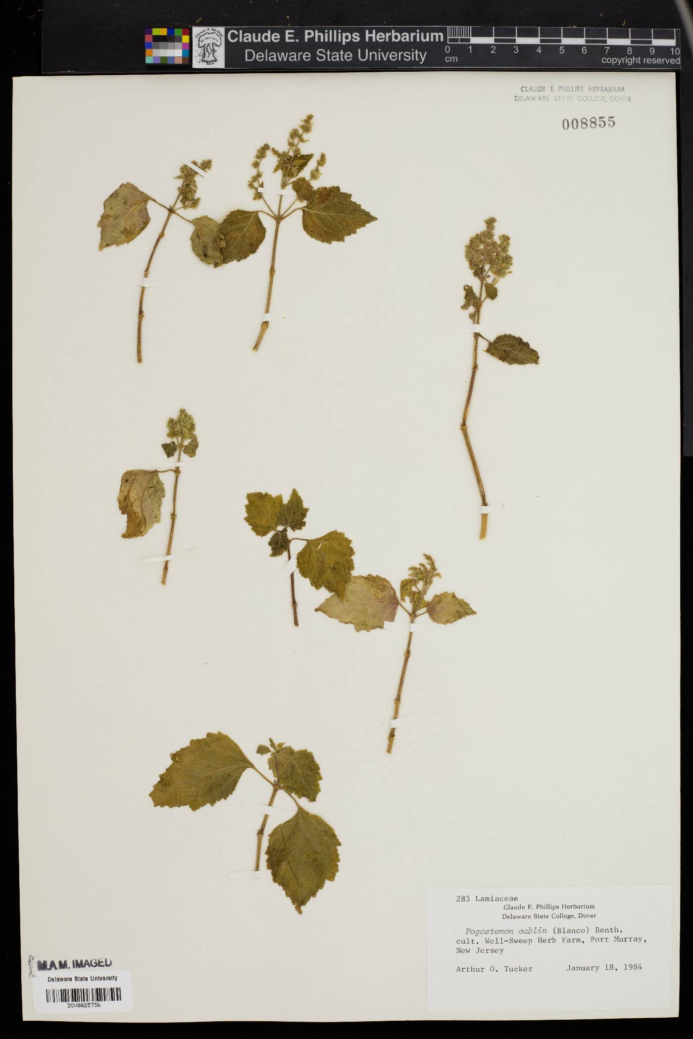 Pogostemon cablin image