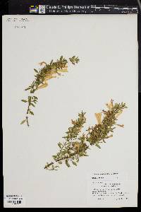 Image of Poliomintha longiflora