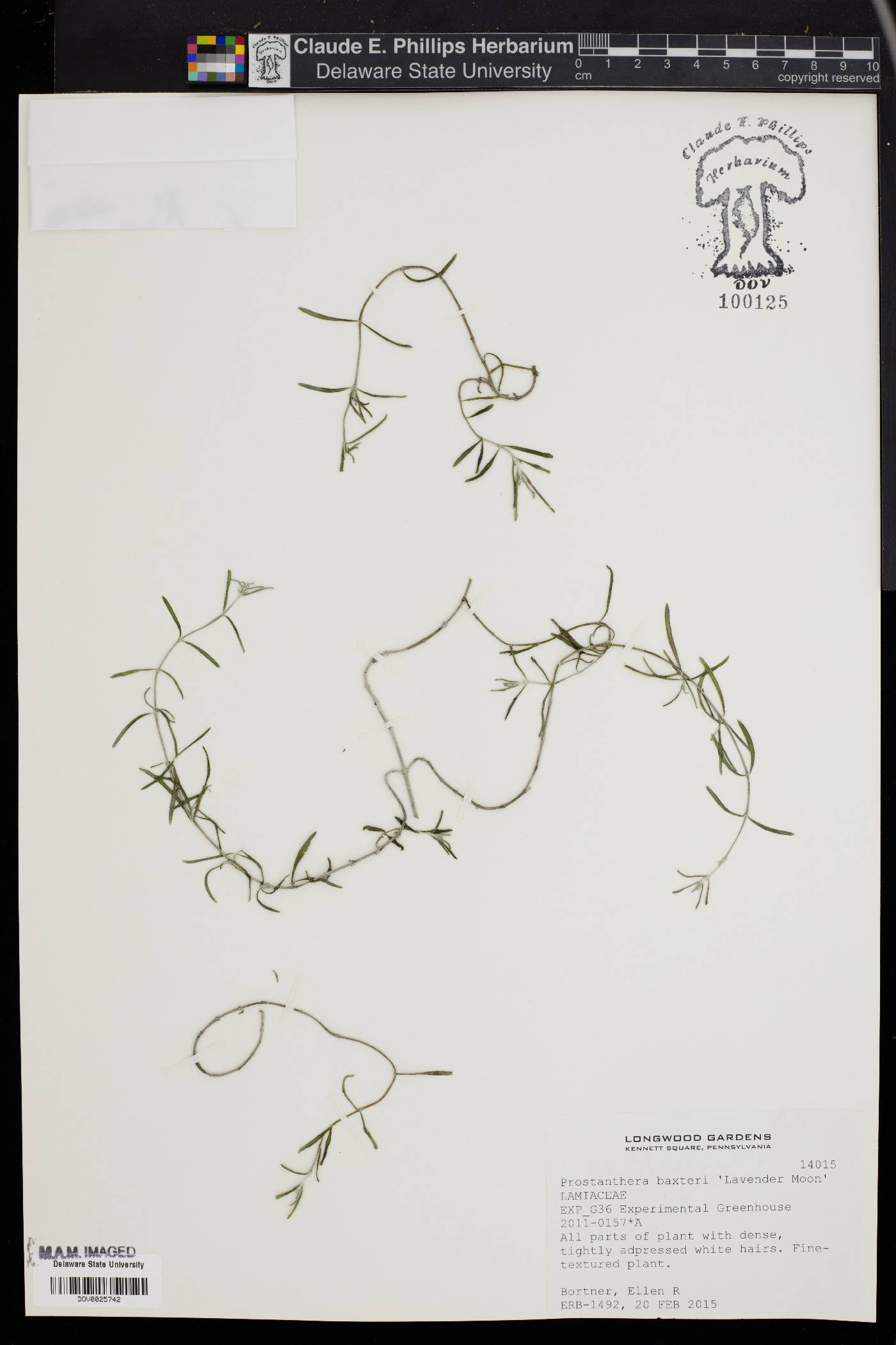 Prostanthera baxteri image