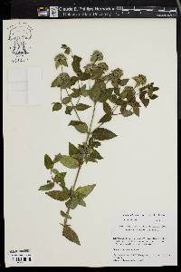 Pycnanthemum incanum image