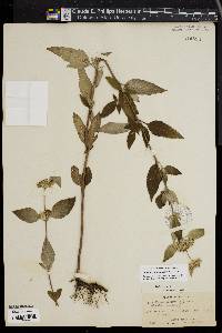 Pycnanthemum incanum image