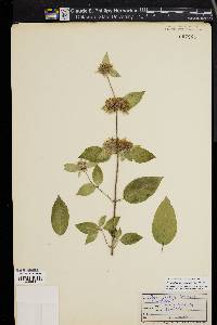 Pycnanthemum incanum image