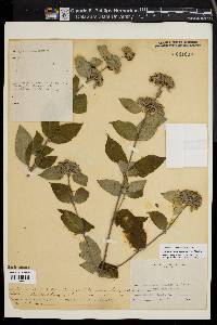 Pycnanthemum incanum image