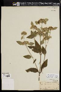 Pycnanthemum incanum image