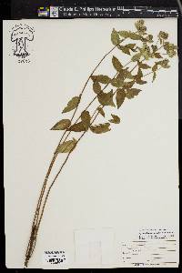 Pycnanthemum muticum image