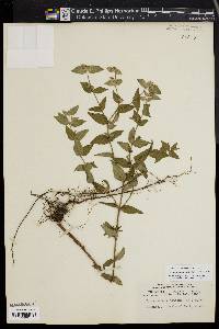 Pycnanthemum muticum image