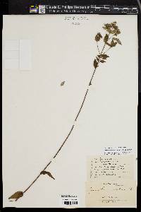 Pycnanthemum muticum image