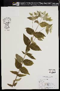 Pycnanthemum muticum image