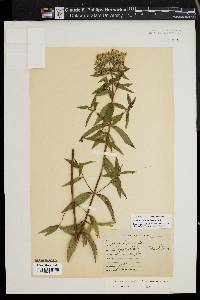 Pycnanthemum pilosum image