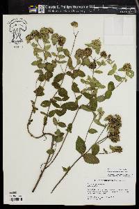 Pycnanthemum setosum image