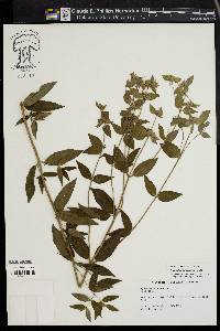 Pycnanthemum setosum image