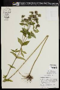 Pycnanthemum setosum image