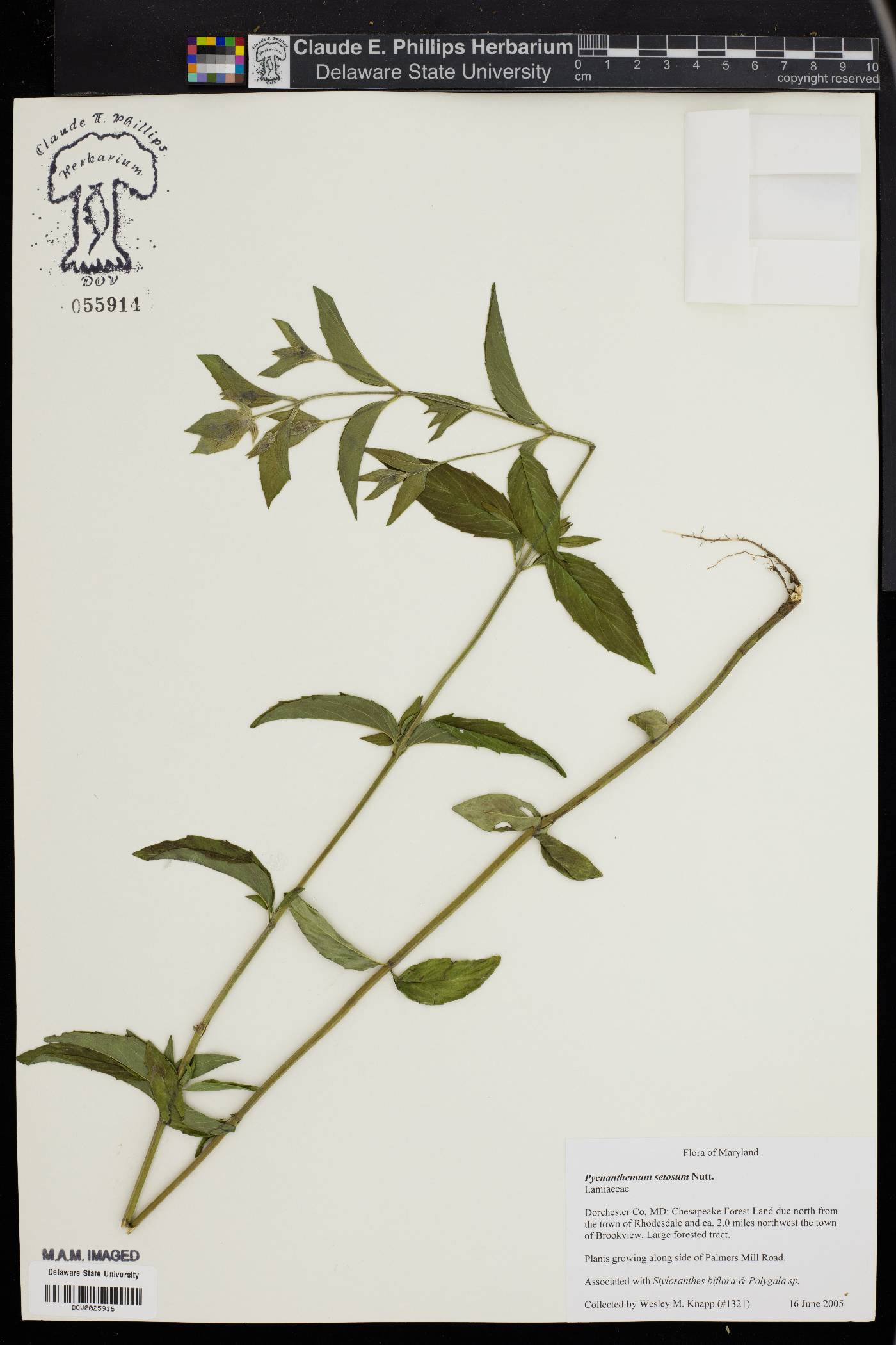 Pycnanthemum setosum image