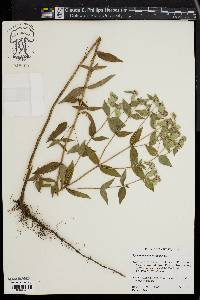 Pycnanthemum setosum image