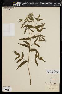 Pycnanthemum verticillatum image