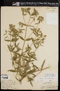 Pycnanthemum verticillatum image