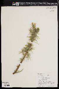 Rosmarinus officinalis image