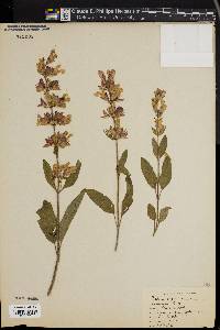 Salvia officinalis image