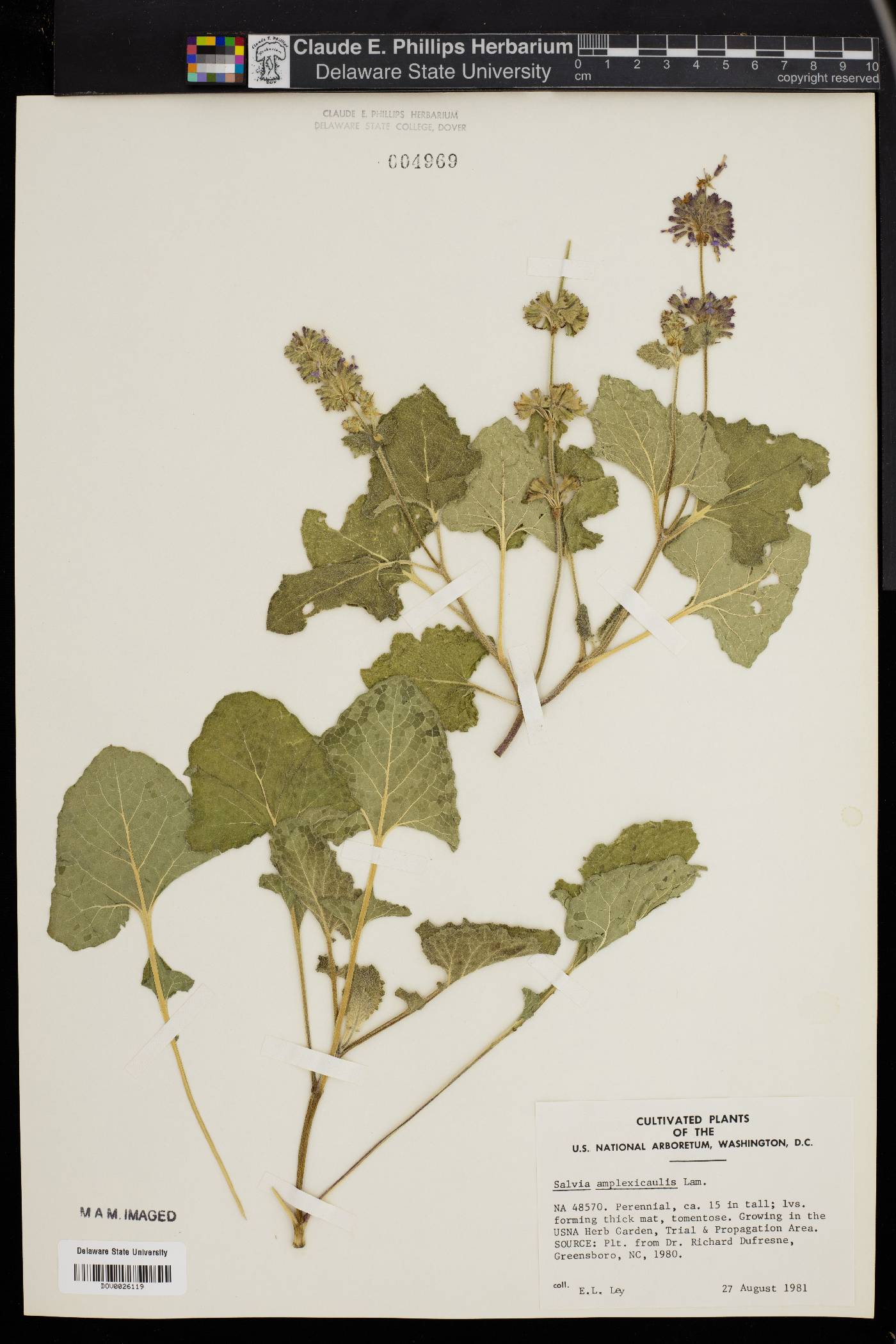 Salvia amplexicaulis image