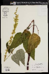 Image of Salvia madrensis