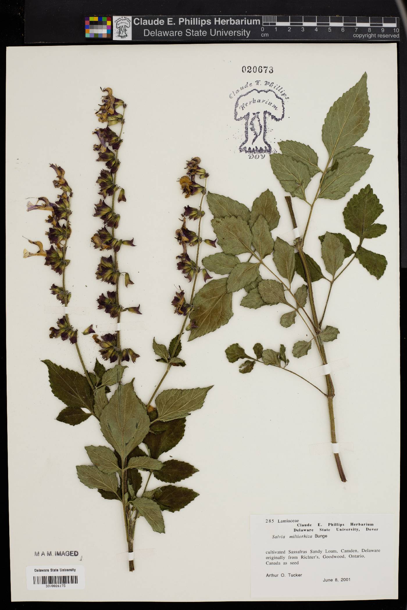 Salvia miltiorhiza image