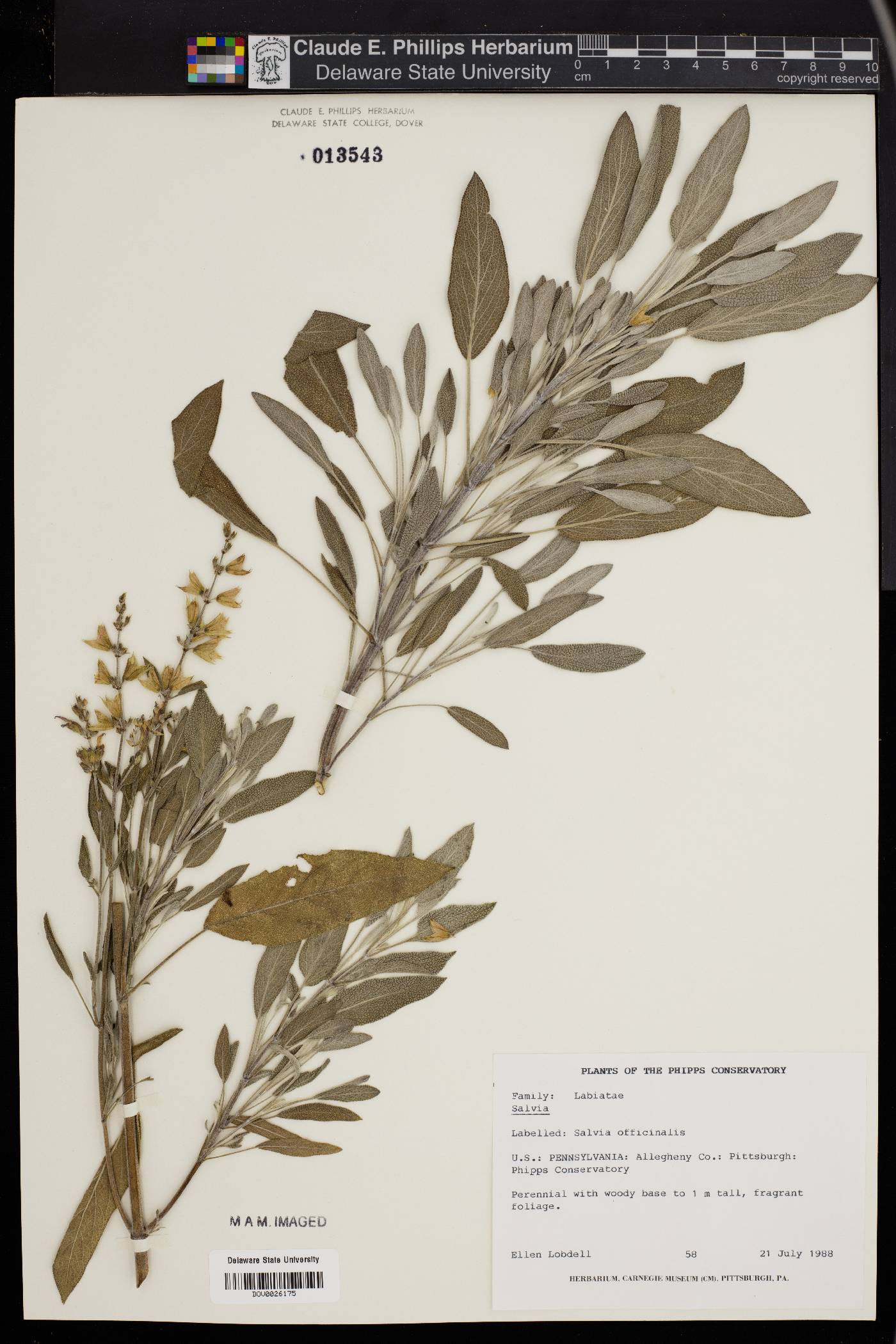 Salvia officinalis image