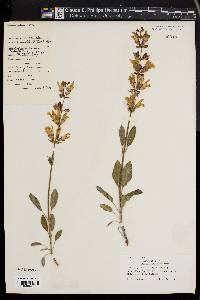 Salvia officinalis image