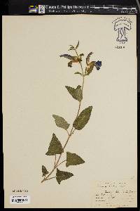 Image of Salvia patens