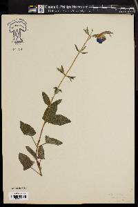 Salvia patens image