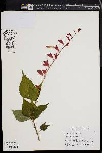 Salvia splendens image