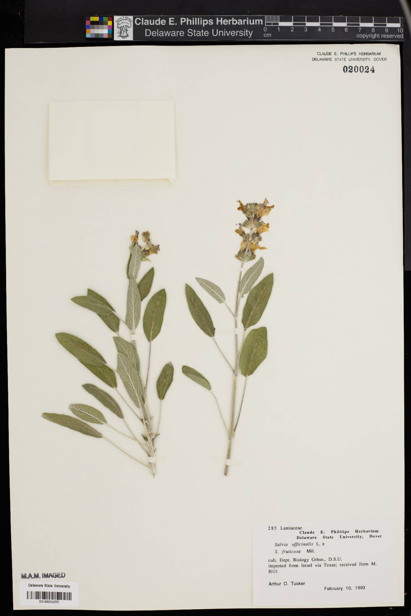 Salvia officinalis image