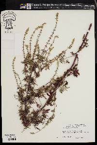 Nepeta tenuifolia image