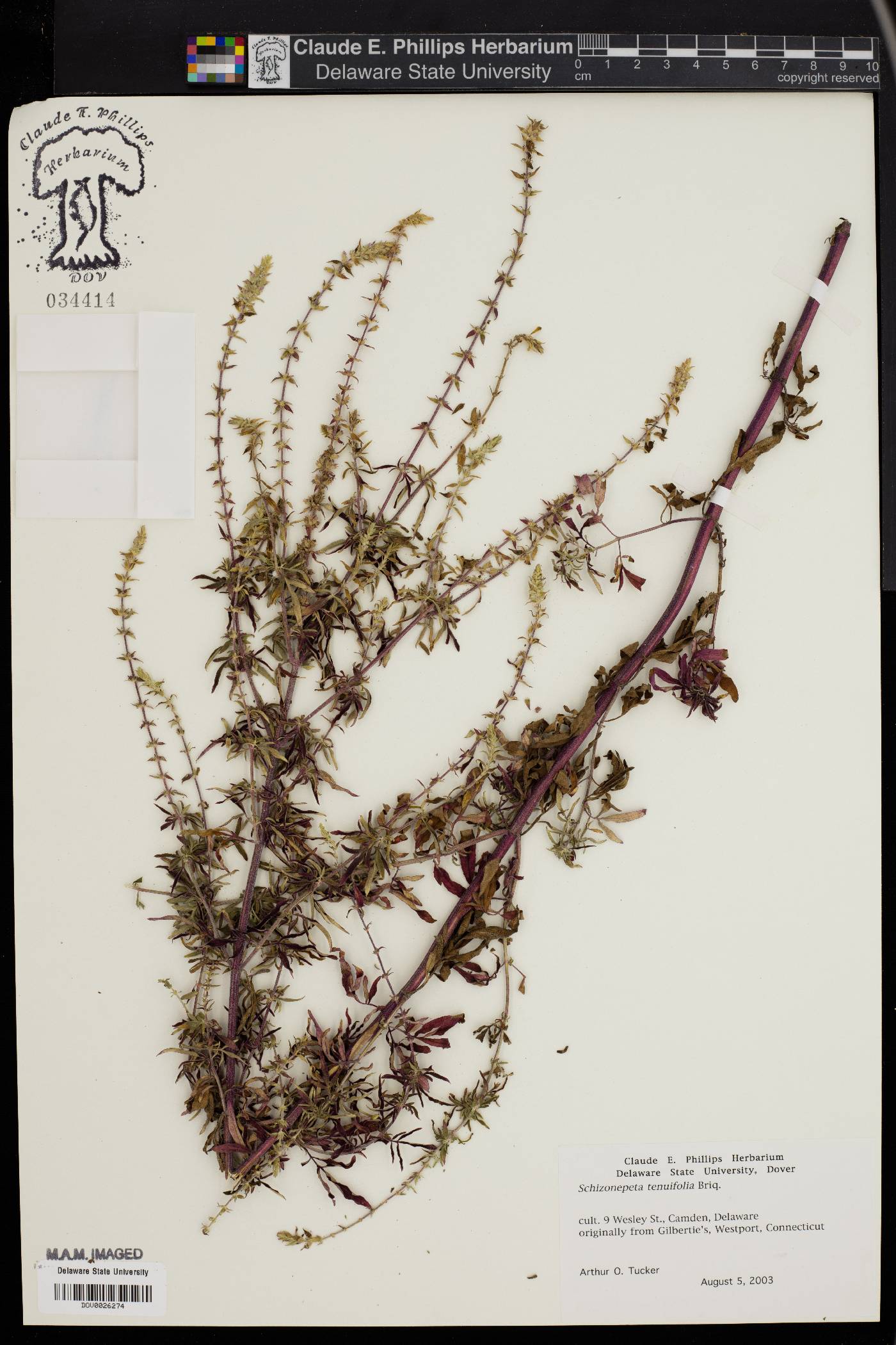 Nepeta tenuifolia image