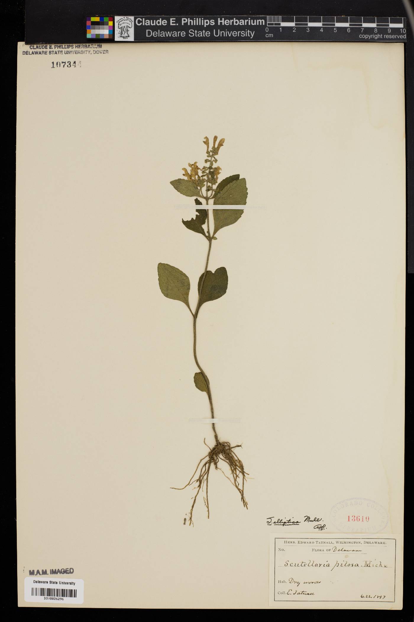 Scutellaria pilosa image