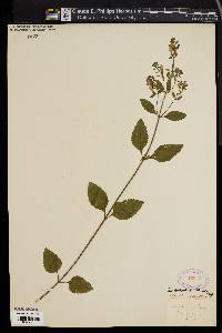 Scutellaria pilosa image